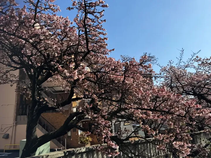 1/16にはなんと・・・