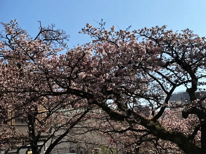 あたみ桜~糸川沿い(R8)