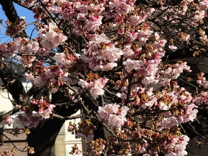 あたみ桜~糸川沿い(R8)
