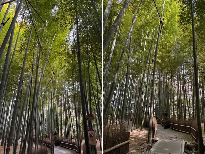 竹林