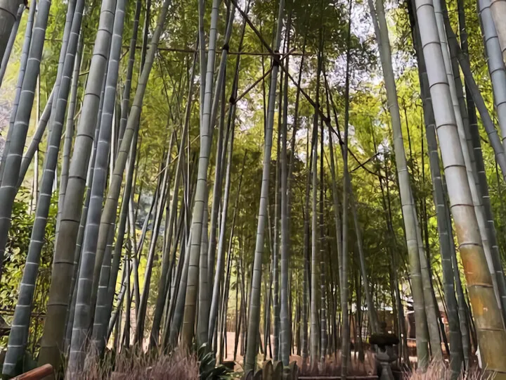 ランチビュッフェ&鎌倉寺巡り