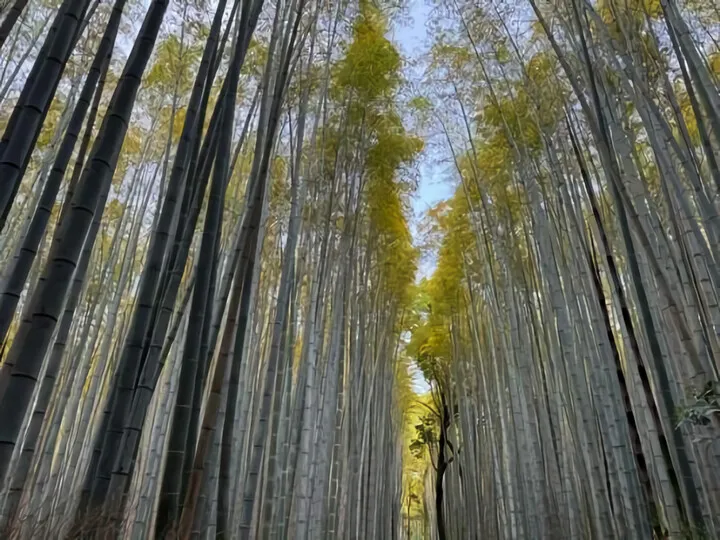 竹林の小径