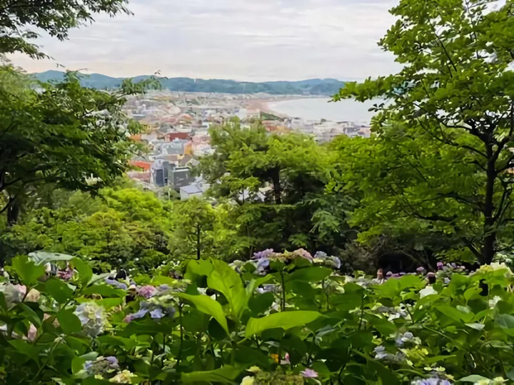 ~紫陽花~in鎌倉