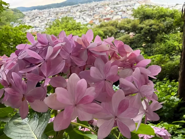 長谷の祈り