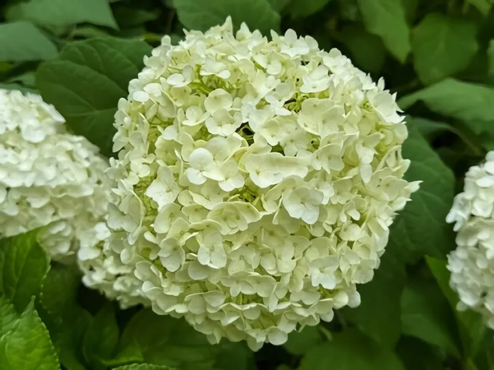 ~紫陽花~in鎌倉