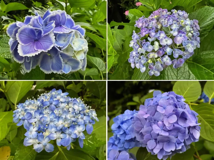 ~紫陽花~in鎌倉