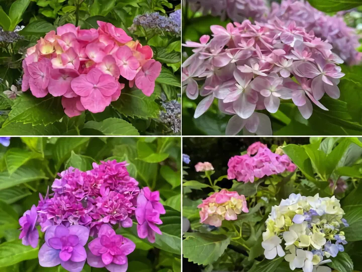 ~紫陽花~in鎌倉