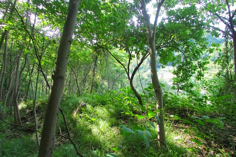 伊東市宇佐美・駅徒歩圏で山手エリアに位置する事業用に適した広大な売地（２区画）