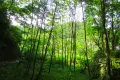 伊東市宇佐美・駅徒歩圏で山手エリアに位置する事業用に適した広大な売地（２区画） 画像2