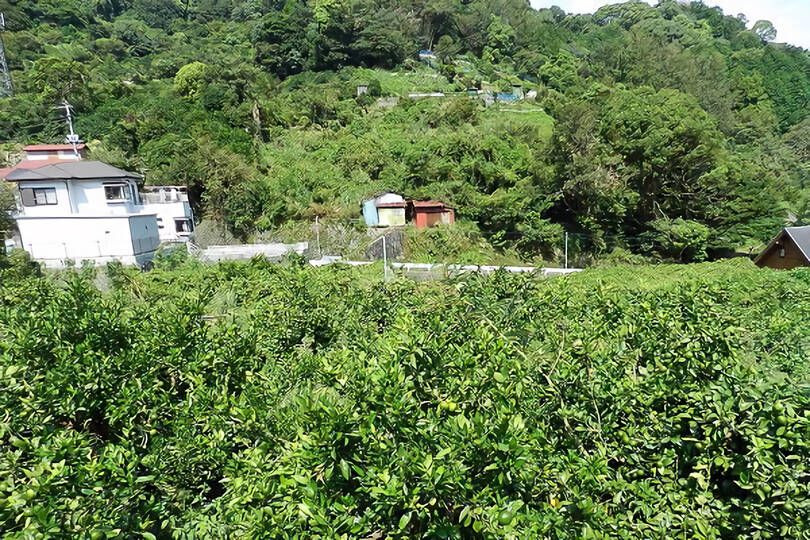 熱海市下多賀・約３５０坪  海望む南向きひな壇で陽当たり良好の売地