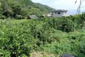 熱海市下多賀・約３５０坪  海望む南向きひな壇で陽当たり良好の売地 画像4