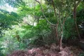 現地
