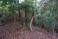 現地