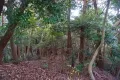 現地