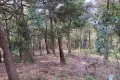 熱海市網代・網代山別荘地内温泉引込可能な広大な土地　約7070坪 画像3