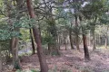 熱海市網代・網代山別荘地内温泉引込可能な広大な土地　約7070坪 画像4