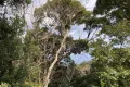 熱海市網代・網代山別荘地内温泉引込可能な広大な土地　約7070坪 画像6