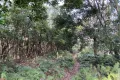 熱海市網代・網代山別荘地内温泉引込可能な広大な土地　約7070坪 画像8