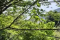 熱海市梅園町・四季の彩りと静寂に包まれる陽当たり良好な売地 約89坪 画像11