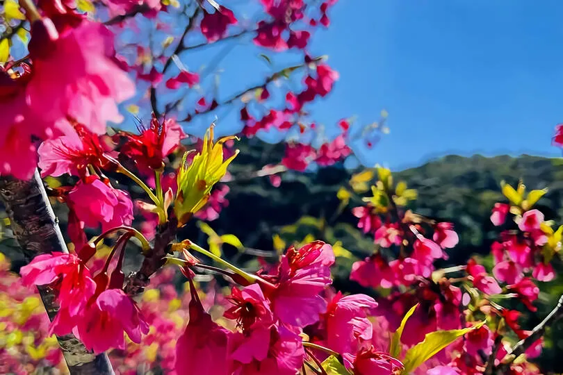 八重岳桜並木